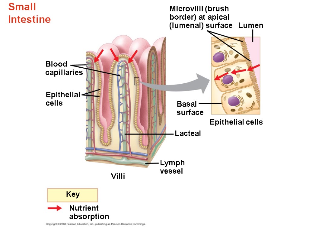 Small Intestine Microvilli (brush border) at apical (lumenal) surface Key Nutrient absorption Blood capillaries